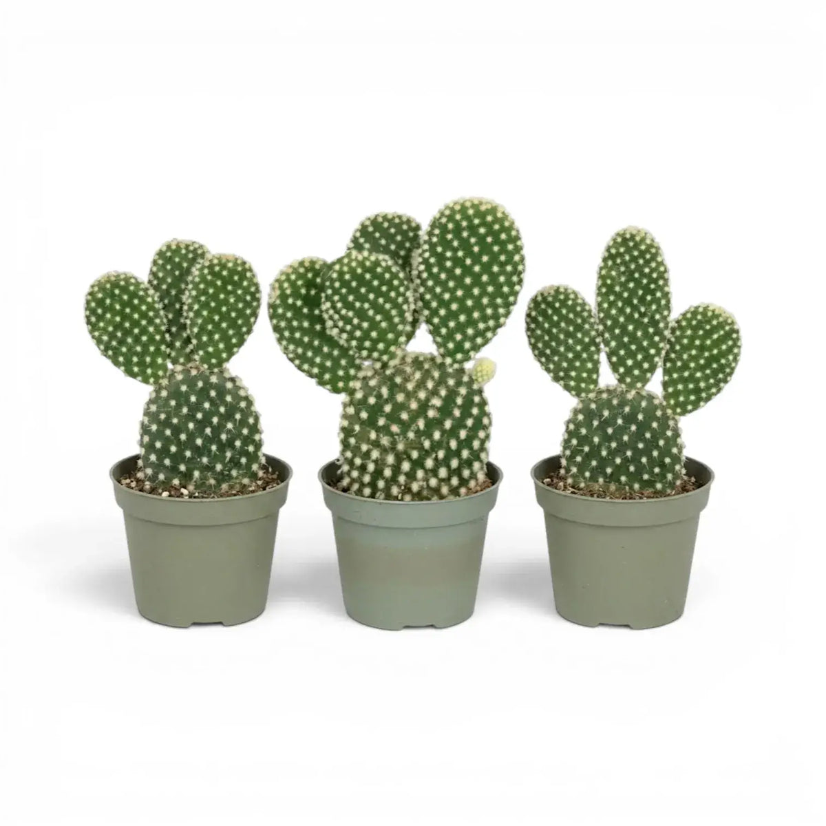 Opuntia albispina cactus in a nursery pot.