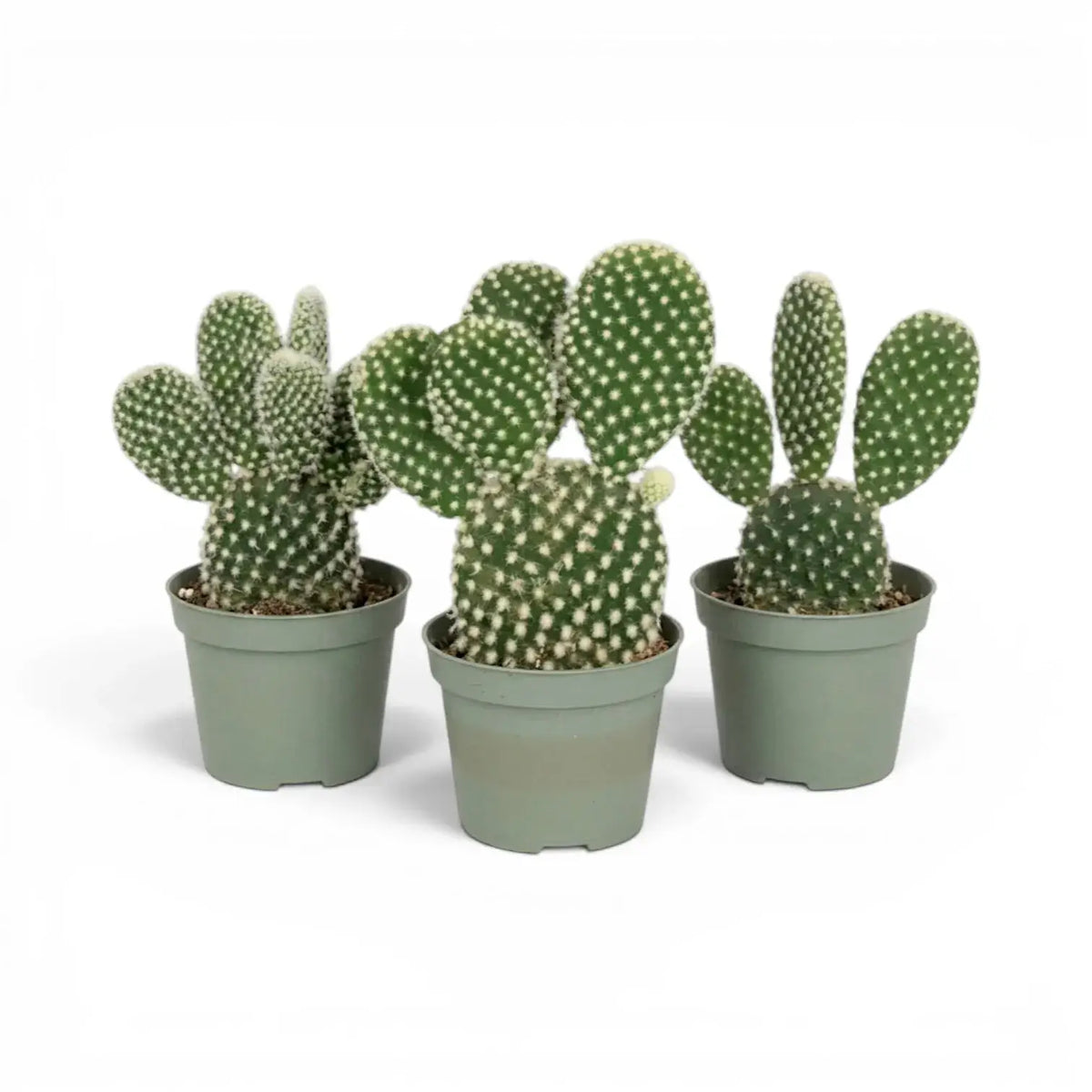 Opuntia albispina cactus in a nursery pot.