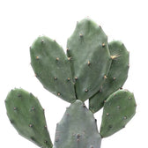 Opuntia ficus-indica leaf detail on white background.
