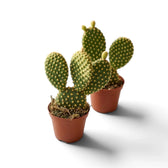 Zwei Hasenohrkakteen (Opuntia microdasys) in Töpfen mit grünen Triebgliedern und gelben Borstenbüscheln