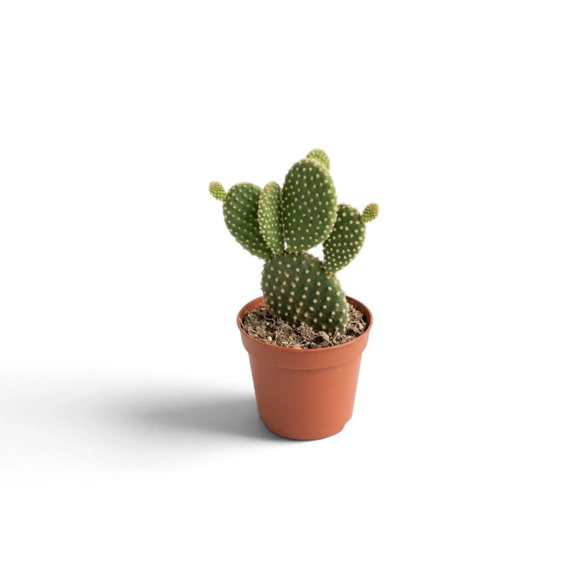 Kleiner Hasenohrkaktus (Opuntia microdasys) mit runden grünen Triebgliedern und gelben Borstenbüscheln