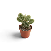 Kompakte Opuntia microdasys mit mehreren ovalen Triebgliedern im Terrakottatopf