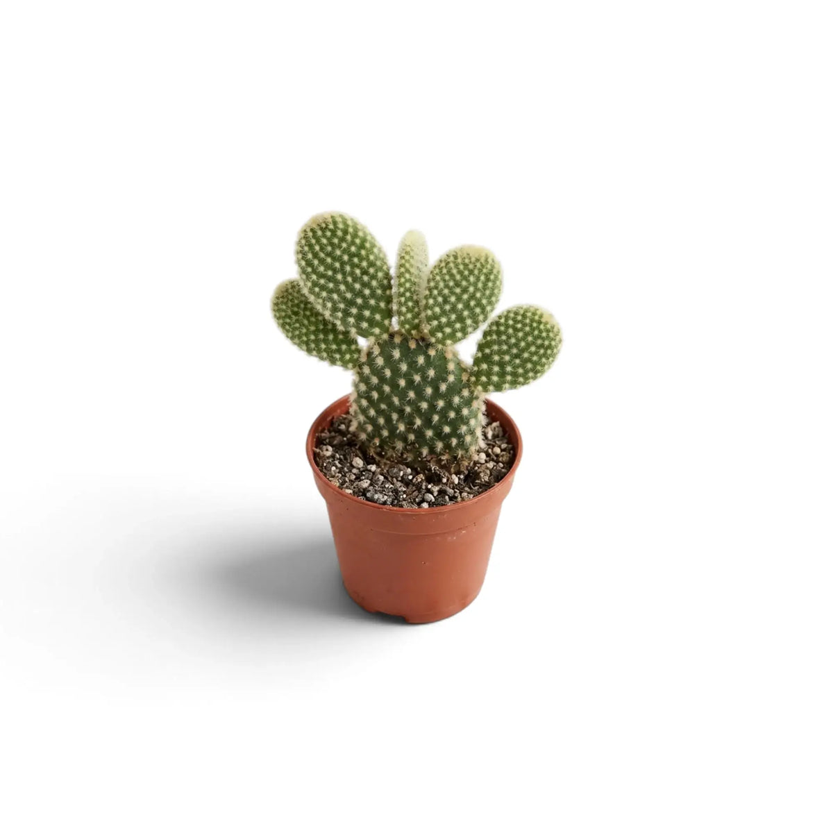 Kompakte Opuntia microdasys mit mehreren ovalen Triebgliedern im Terrakottatopf