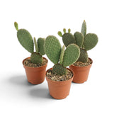 Drei junge Opuntia microdasys mit unterschiedlich angeordneten flachen Triebgliedern