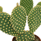 Triebglieder von Opuntia microdasys (Hasenohrkaktus) mit feinen goldgelben Borstenbüscheln