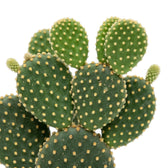 Rundliche Triebglieder von Opuntia microdasys mit goldgelben Borstenbüscheln und frischem Austrieb