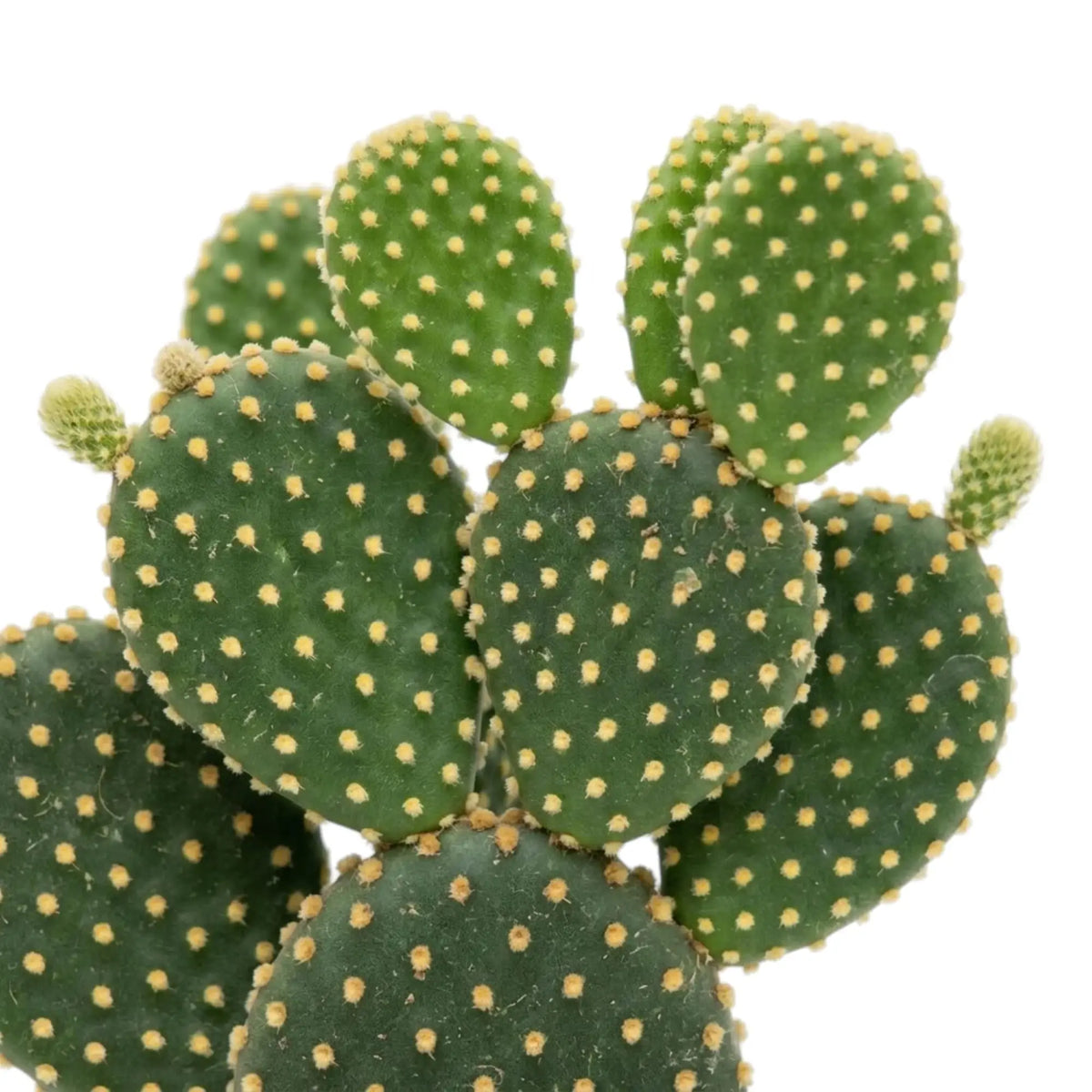 Rundliche Triebglieder von Opuntia microdasys mit goldgelben Borstenbüscheln und frischem Austrieb