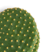 Grünes Triebglied von Opuntia microdasys mit weit auseinanderstehenden goldgelben Borstenbüscheln