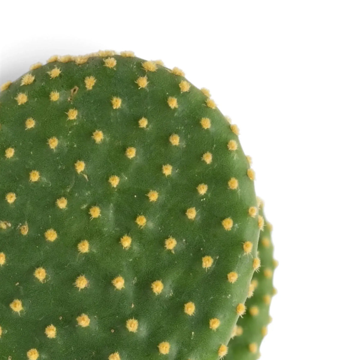 Grünes Triebglied von Opuntia microdasys mit weit auseinanderstehenden goldgelben Borstenbüscheln