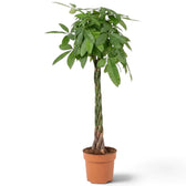 Tall Pachira aquatica in a nursery pot with woody stems and layered glossy foliage