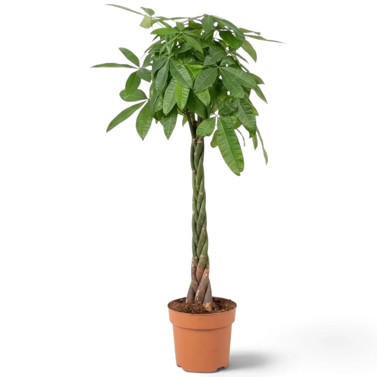Tall Pachira aquatica in a nursery pot with woody stems and layered glossy foliage