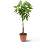 Extra-large Pachira aquatica with tall woody stems and a broad crown of palmate green leaves
