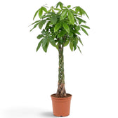 Potted extra-large Pachira aquatica showing a dense canopy of glossy hand-shaped foliage