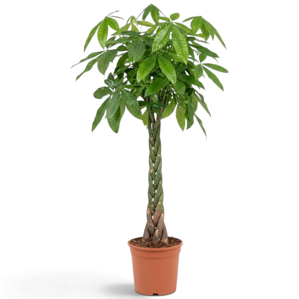 Potted extra-large Pachira aquatica showing a dense canopy of glossy hand-shaped foliage