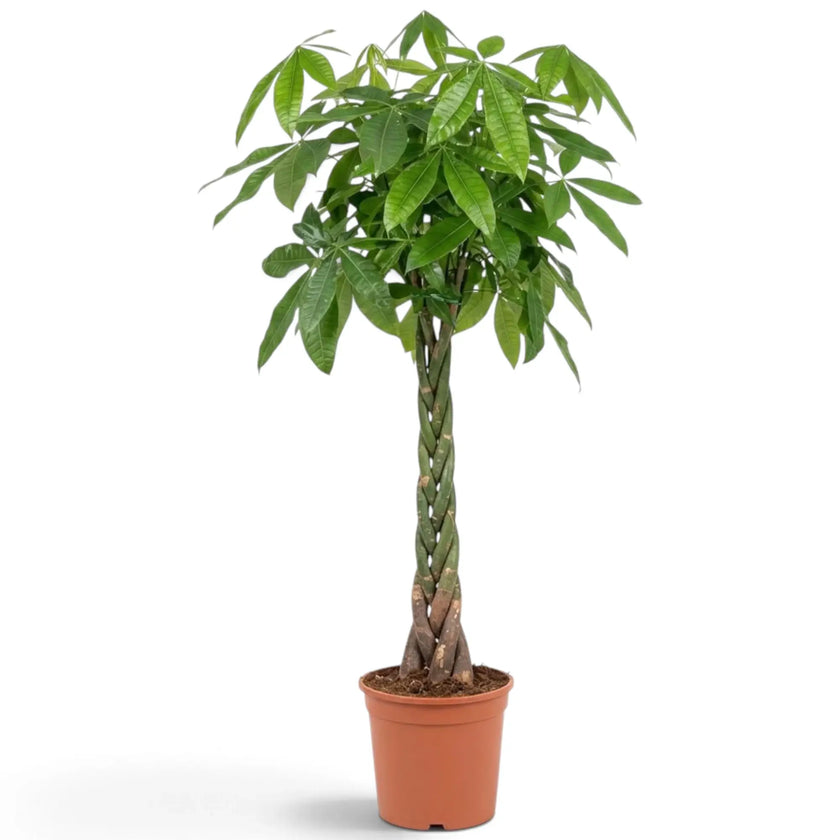 Potted extra-large Pachira aquatica showing a dense canopy of glossy hand-shaped foliage