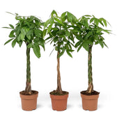 Extra-large Pachira aquatica with a tall woody base supporting a wide leafy crown