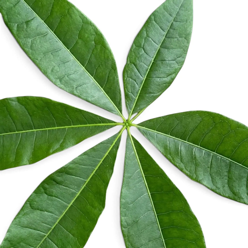 Close-up of Pachira aquatica palmate leaves divided into long glossy green leaflets