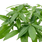 Pachira aquatica foliage detail showing hand-shaped leaves on long green petioles