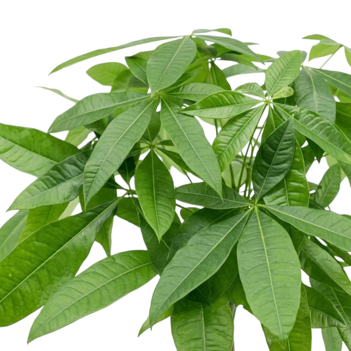 Pachira aquatica foliage detail showing hand-shaped leaves on long green petioles