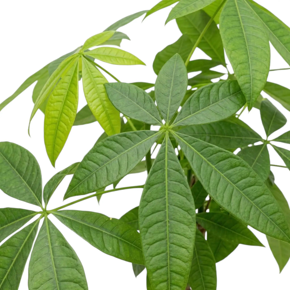 Pachira aquatica leaf detail with elongated green leaflets forming a palmate fan
