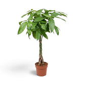 Large Pachira aquatica showing a rounded canopy of glossy green leaflets