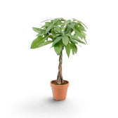 Medium Pachira aquatica with a crown of glossy palmate leaves in a nursery pot