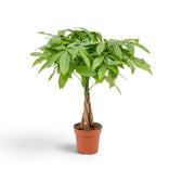 Medium Pachira aquatica showing a broad leafy crown above the woody stems