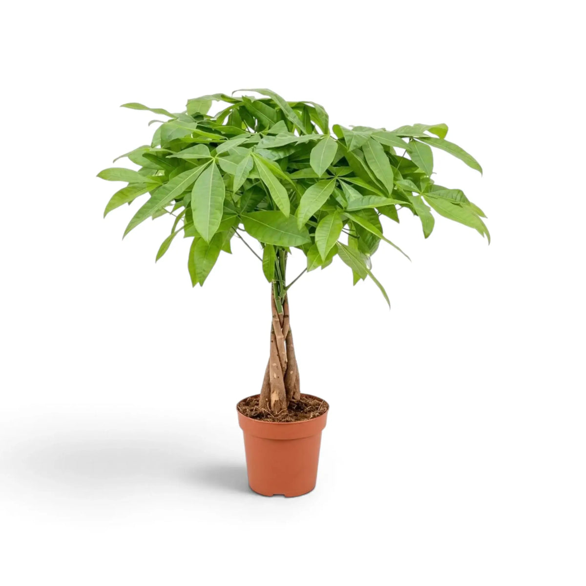 Medium Pachira aquatica showing a broad leafy crown above the woody stems