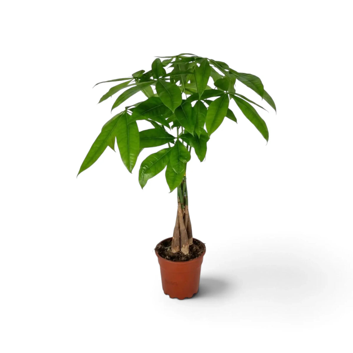 Potted medium Pachira aquatica with upright woody stems and layered hand-shaped foliage