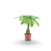 Small Pachira aquatica with glossy palmate leaves above a compact woody stem base in a nursery pot