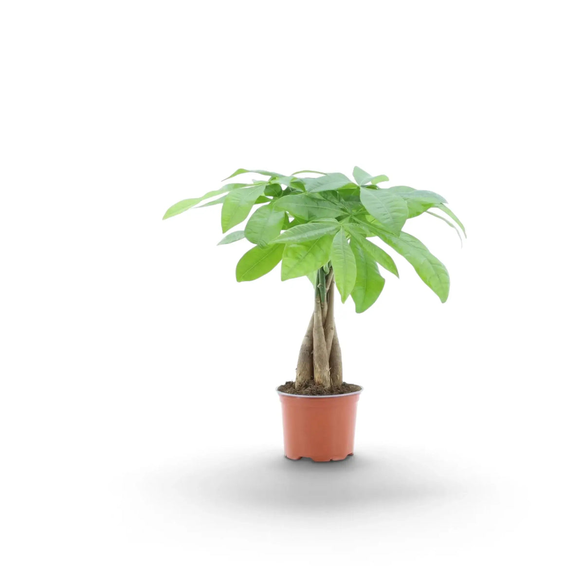 Small Pachira aquatica with glossy palmate leaves above a compact woody stem base in a nursery pot