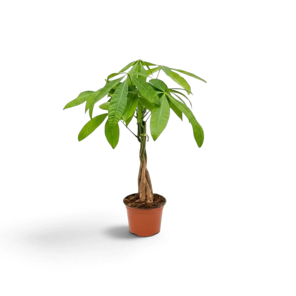 Potted small Pachira aquatica with a rounded crown of glossy green hand-shaped leaves