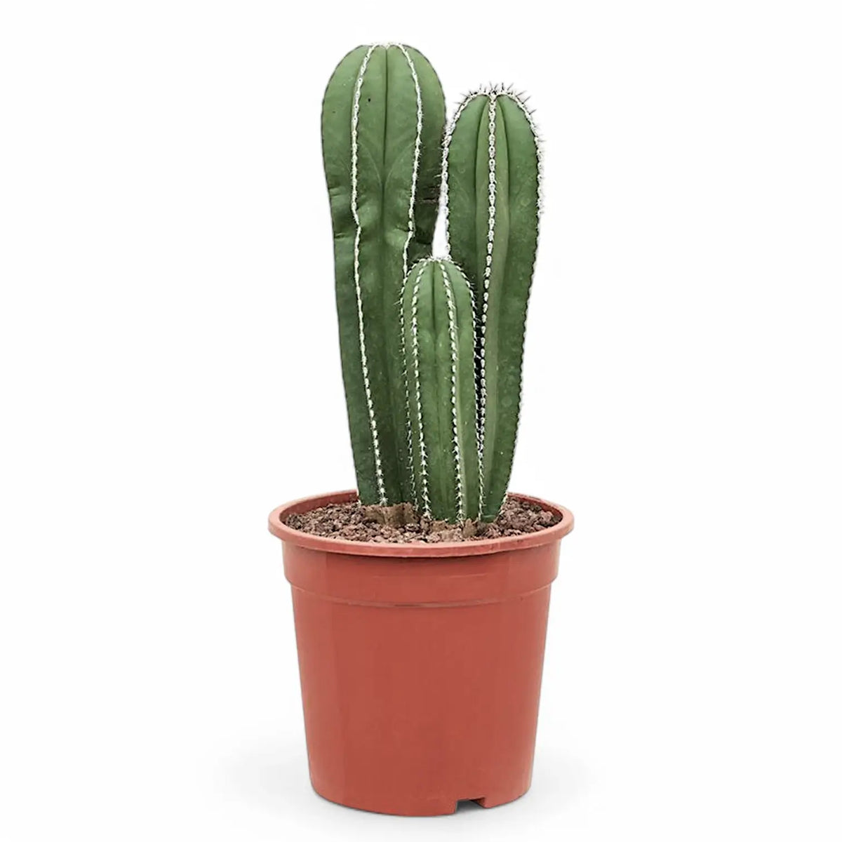 Pachycereus marginatus – Zimmerpflanze im Kulturtopf auf weißem Hintergrund, Produktfoto 2.