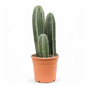 Pachycereus marginatus – Zimmerpflanze im Kulturtopf auf weißem Hintergrund, Produktfoto 3.