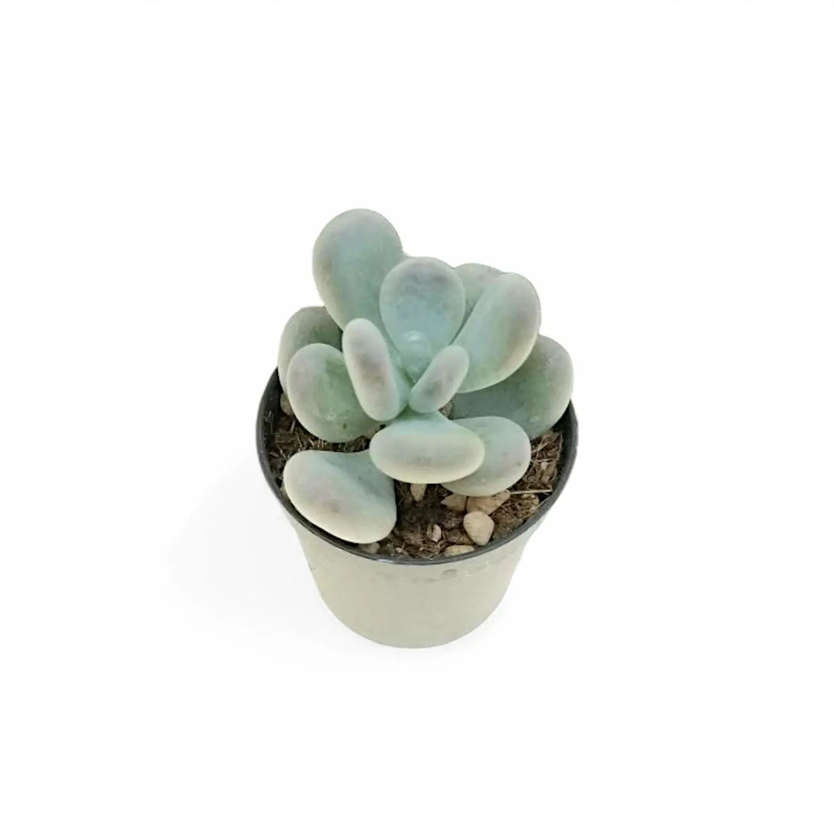 Pachyphytum bracteosum – Zimmerpflanze im Kulturtopf auf weißem Hintergrund, Produktfoto 2.