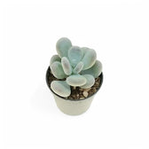 Pachyphytum bracteosum – Zimmerpflanze im Kulturtopf auf weißem Hintergrund, Produktfoto 2.