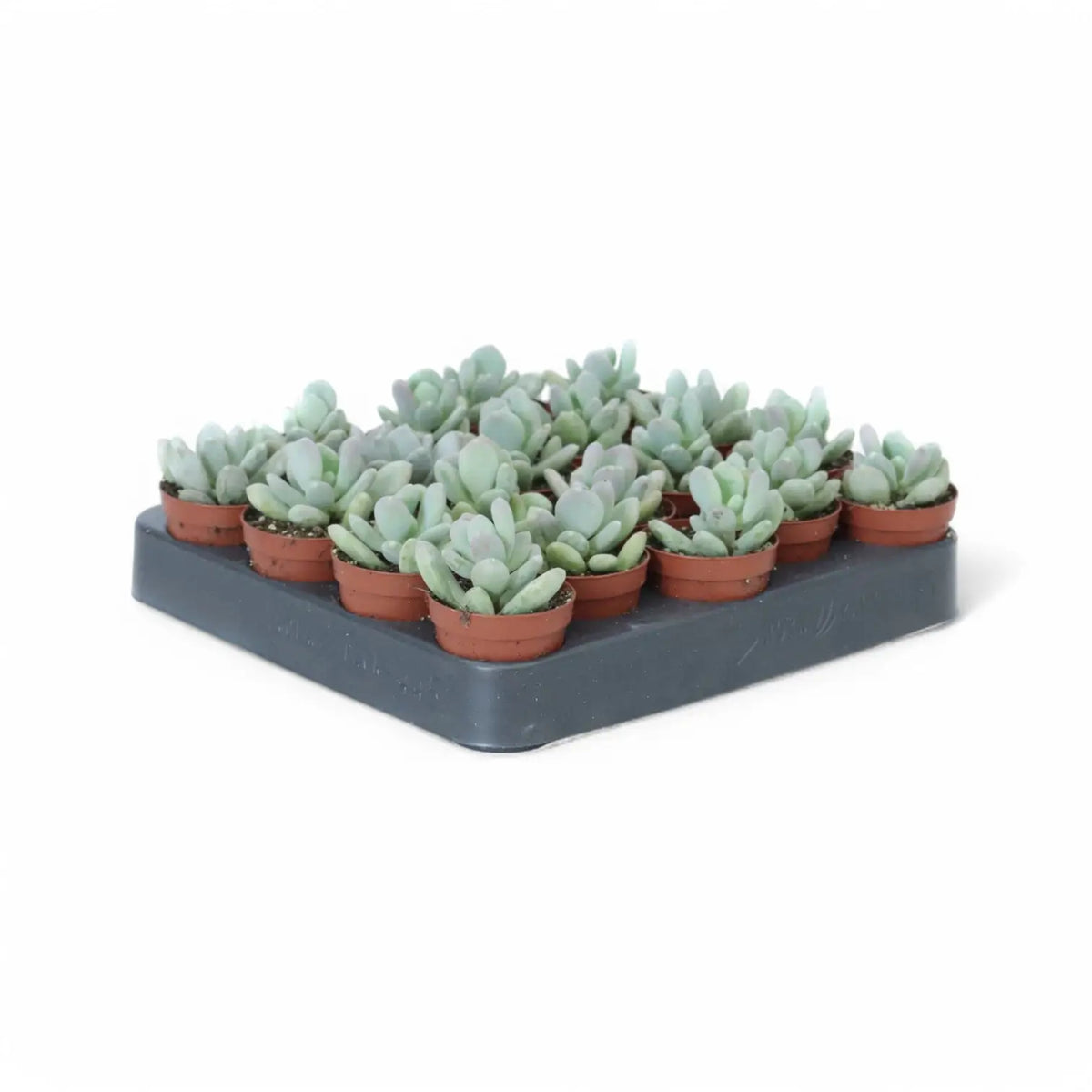 Pachyphytum bracteosum – Zimmerpflanze im Kulturtopf auf weißem Hintergrund, Produktfoto 3.