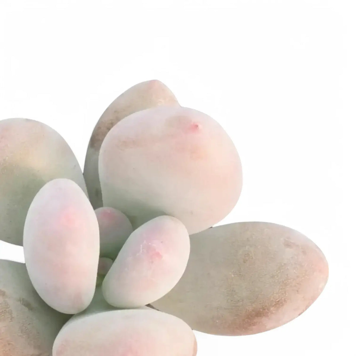 Pachyphytum oviferum 'Pink Moonstones' aka 'Pink Panther' close-up of leaf on white background.