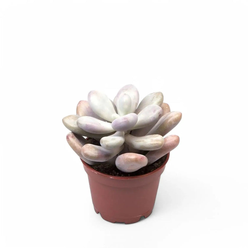 Pachyphytum oviferum 'Pink Moonstones' (auch 'Pink Panther') – Zimmerpflanze im Kulturtopf auf weißem Hintergrund, Produktfoto 2.