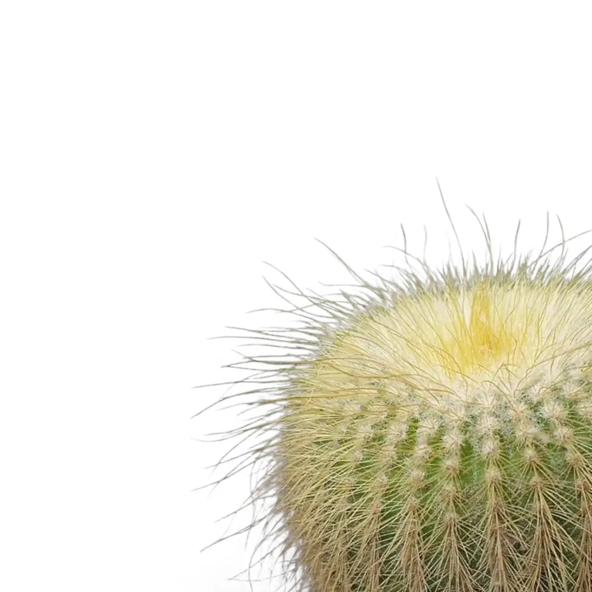 Parodia leninghausii leaf close-up on white background.
