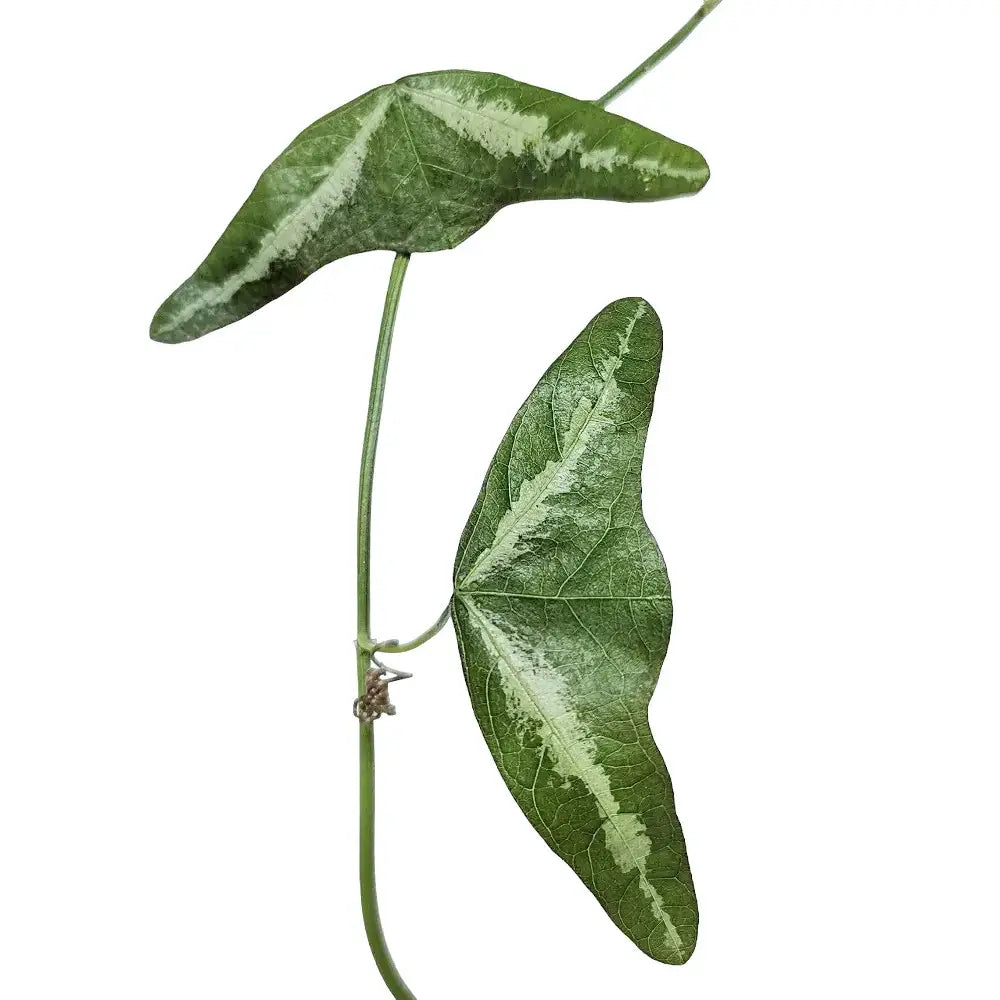 Passiflora amalocarpa – Blattdetail vor weißem Hintergrund..