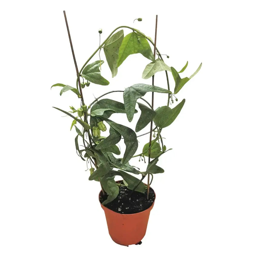 Passiflora biflora Zimmerpflanze im Anzuchttopf vor weißem Hintergrund, Produktfoto 2.