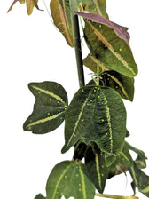 Passiflora boenderi Zimmerpflanze im Anzuchttopf vor weißem Hintergrund, Produktfoto 3.