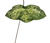 Passiflora coriacea leaf detail on white background.