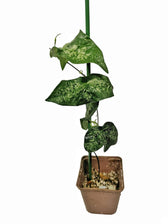 Passiflora coriacea potted plant in nursery pot on white background.