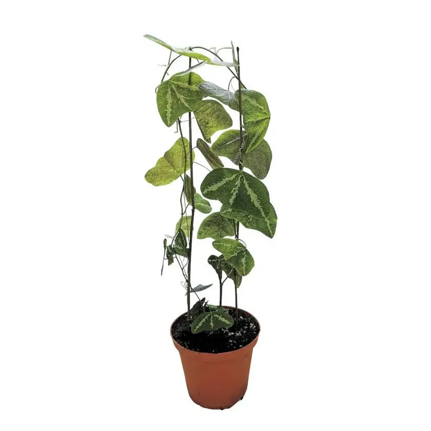 Passiflora organensis 'Mariana' Zimmerpflanze im Anzuchttopf vor weißem Hintergrund, Produktfoto 2.