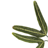 Passiflora ornithoura close-up of leaf on white background.