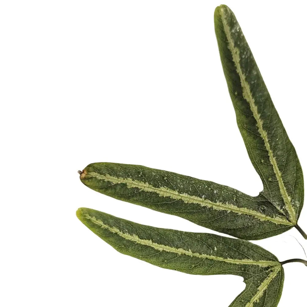 Passiflora ornithoura close-up of leaf on white background.