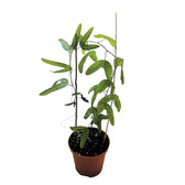 Passiflora ornithoura potted plant in nursery pot on white background.