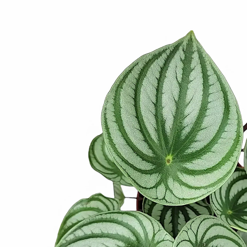 Peperomia argyreia close-up of leaf on white background.